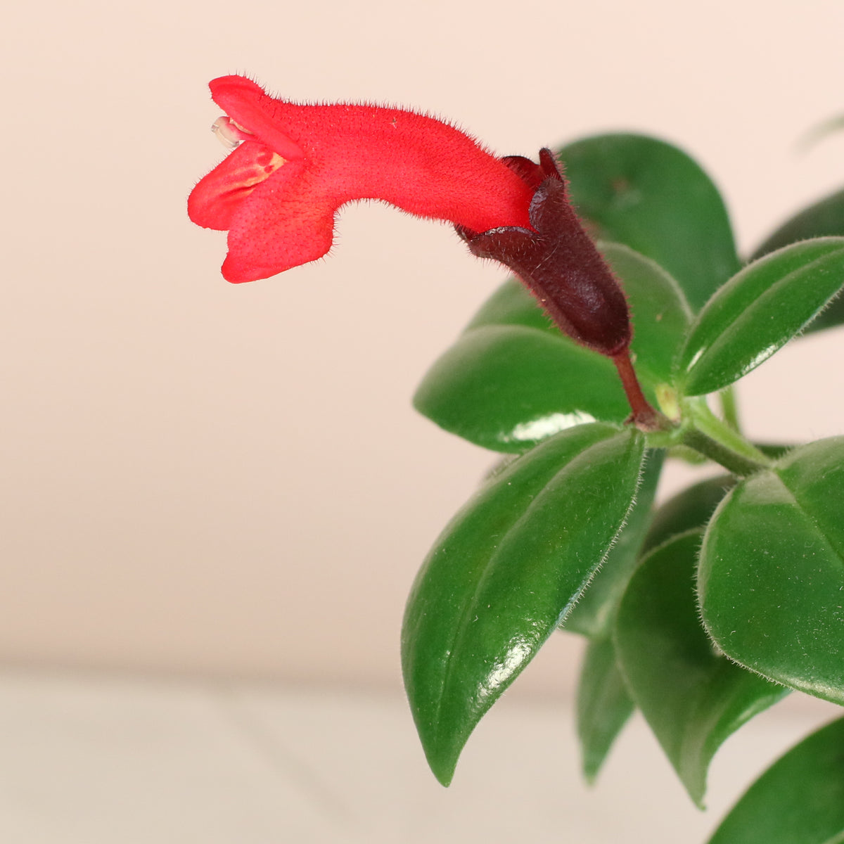Mona Lisa Lipstick Flower in bloom