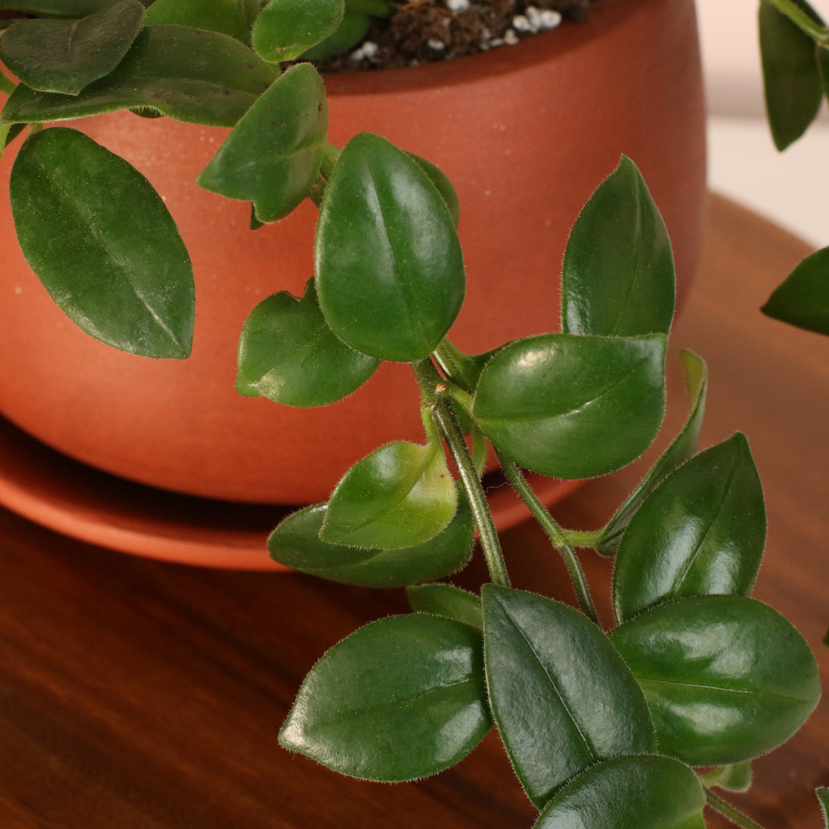 Hoya Mona Lisa Lipstick Plant