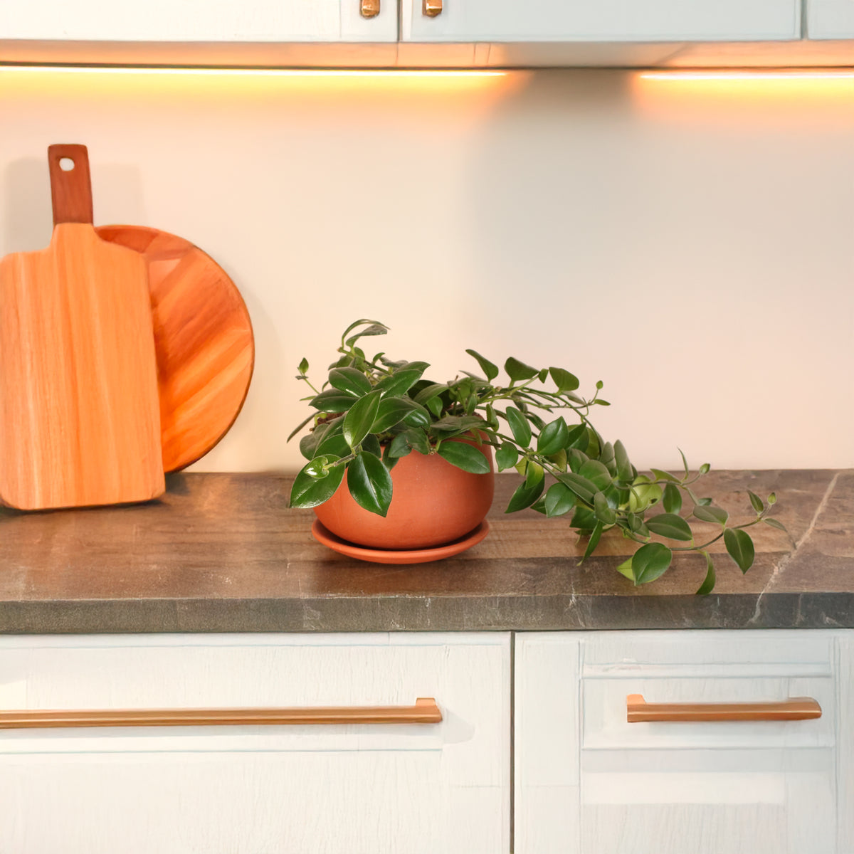 Mona Lisa Lipstick Plant on kitchen counter top