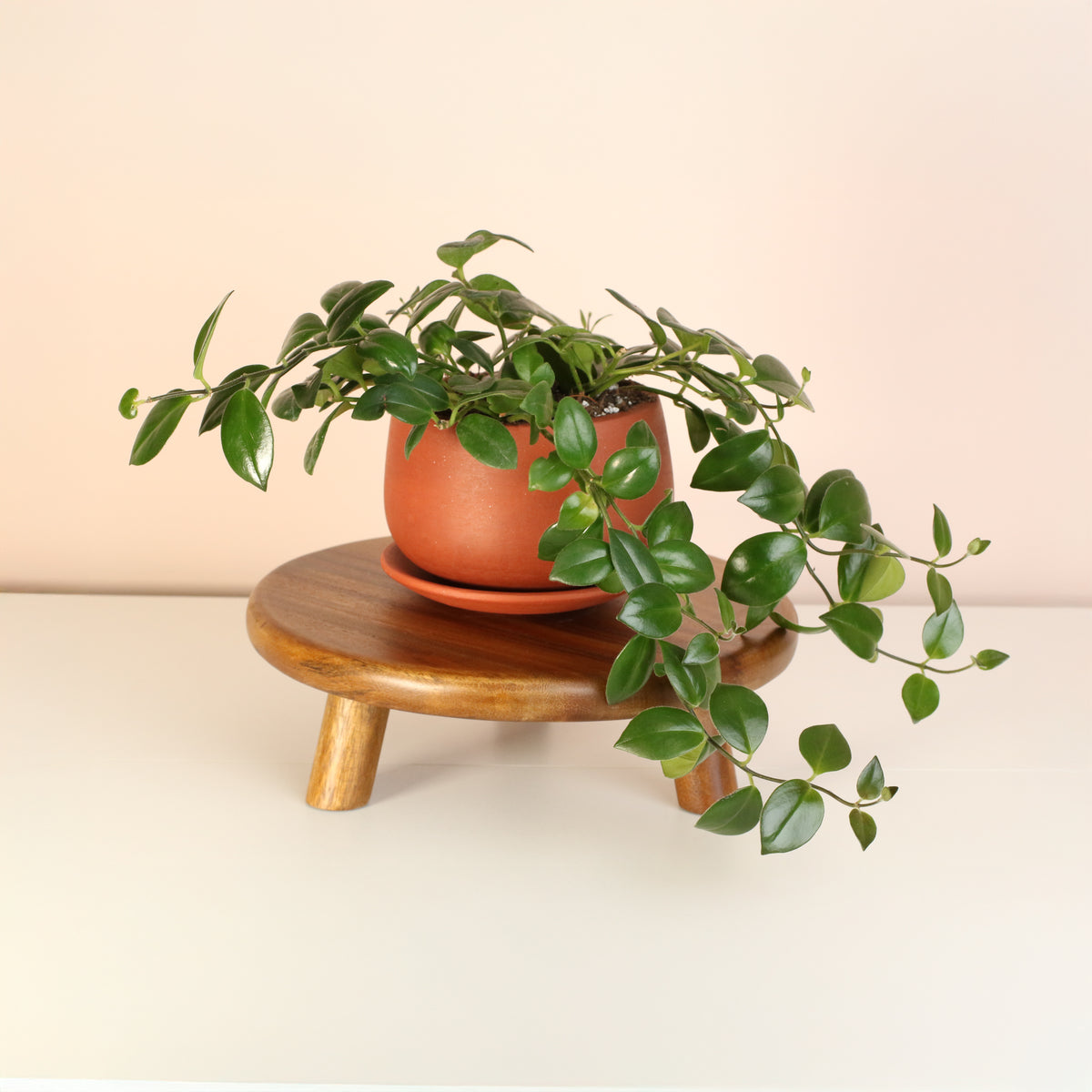 Monda Lisa Lipstick plant on plant stand
