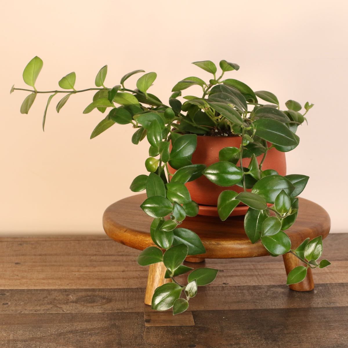 Mona Lisa Lipstick Plant on a plant stand