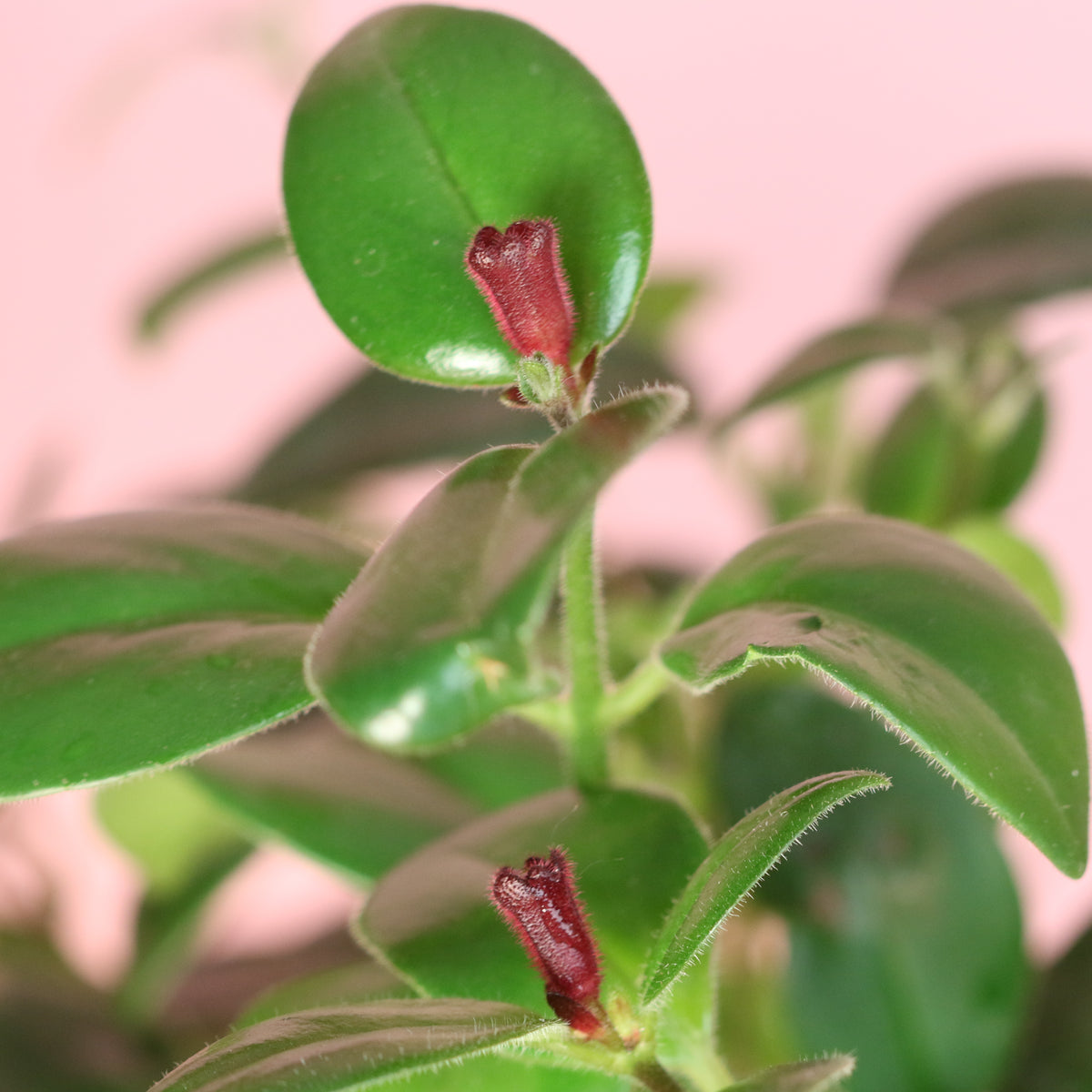 Hoya Mona Lisa Lipstick Plant