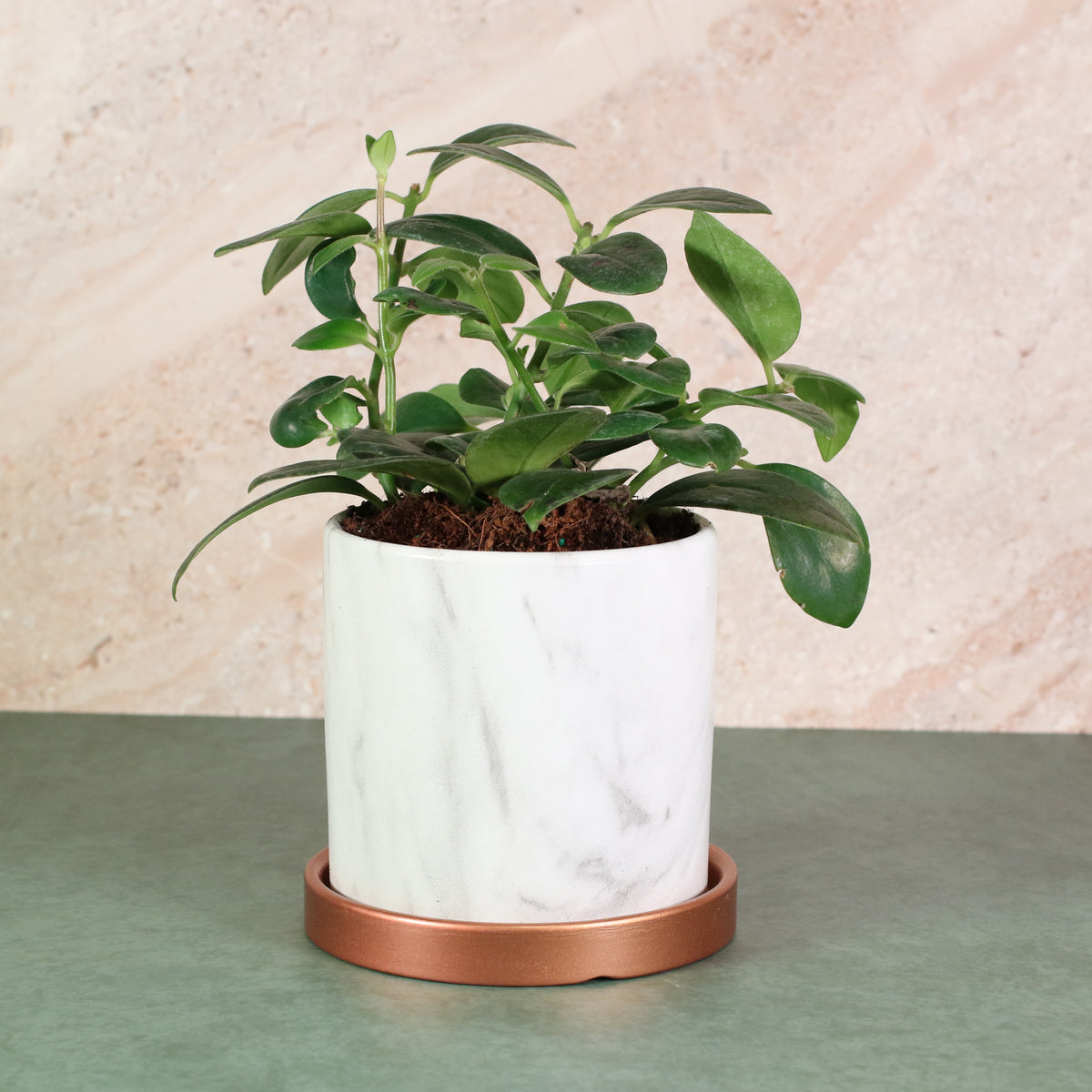 Hoya Mona Lisa Lipstick Plant