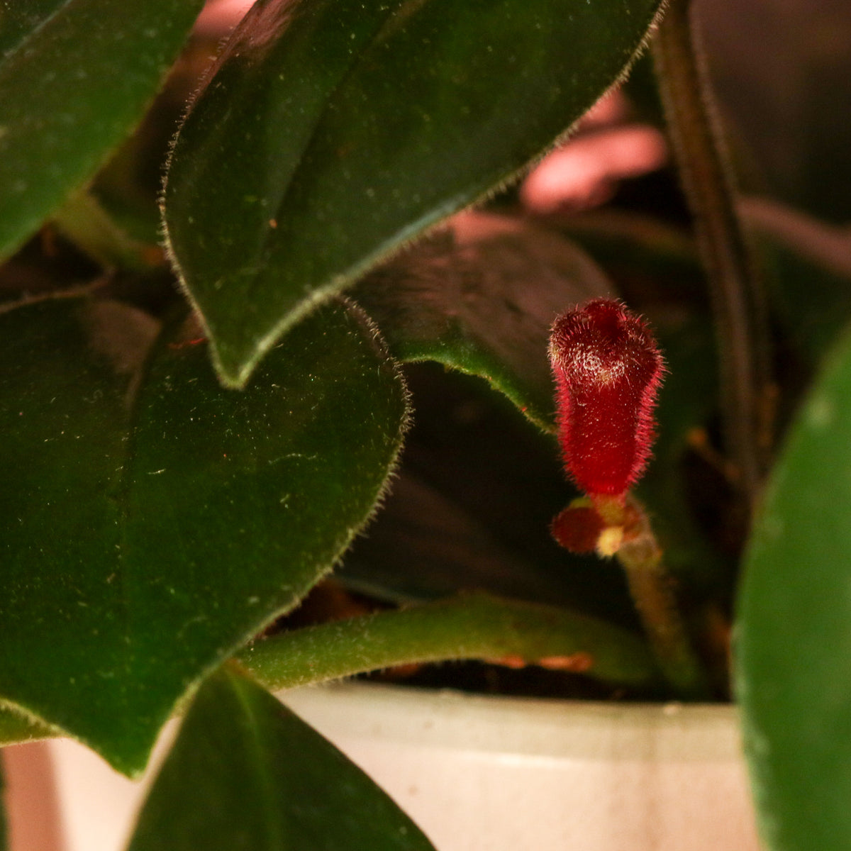 Hoya Mona Lisa Lipstick Plant