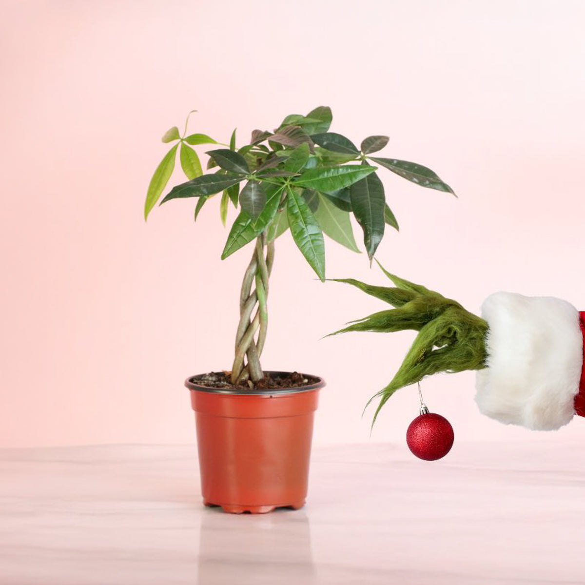 Lucky Braided Money Tree Plant