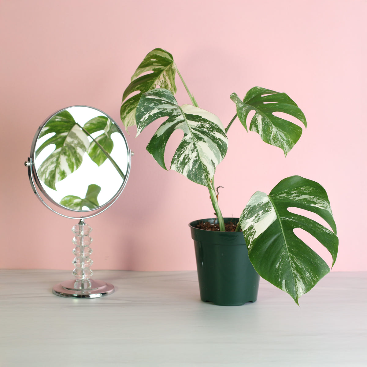 Monstera Albo Variegata next to mirror