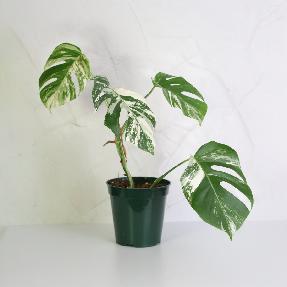 Monstera Albo Variegata in 6" Nursery Planter