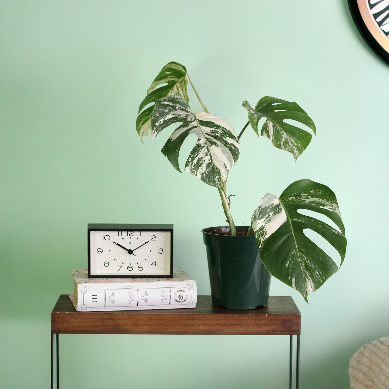 Monstera Albo Variegata on stand. 
