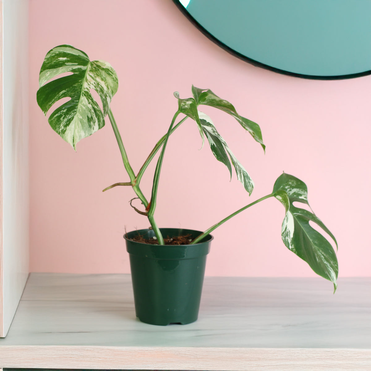 Monstera Albo Variegata on shelf
