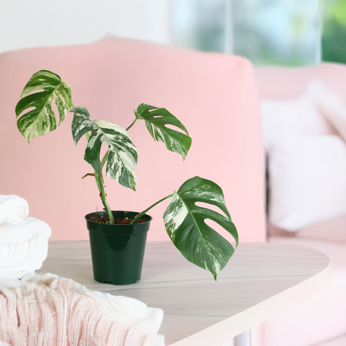 Monstera Albo Variegata in living room