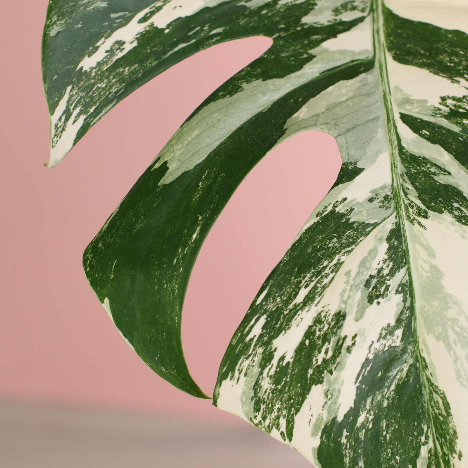 Monstera Albo Variegata on stand. 