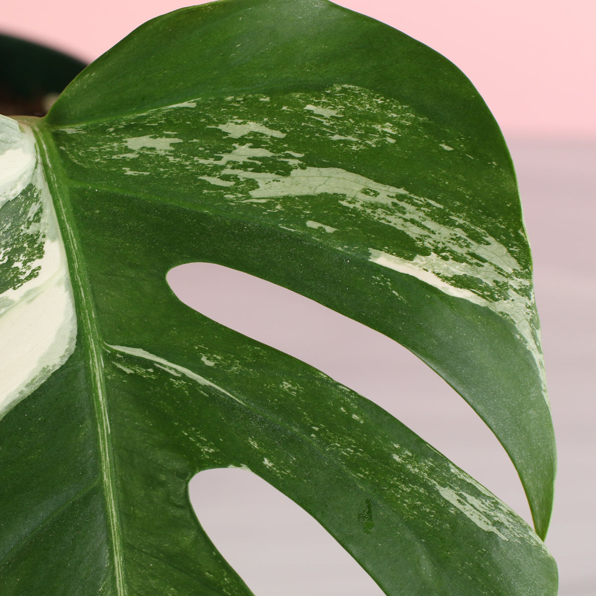 Monstera Albo Variegata up close leaf