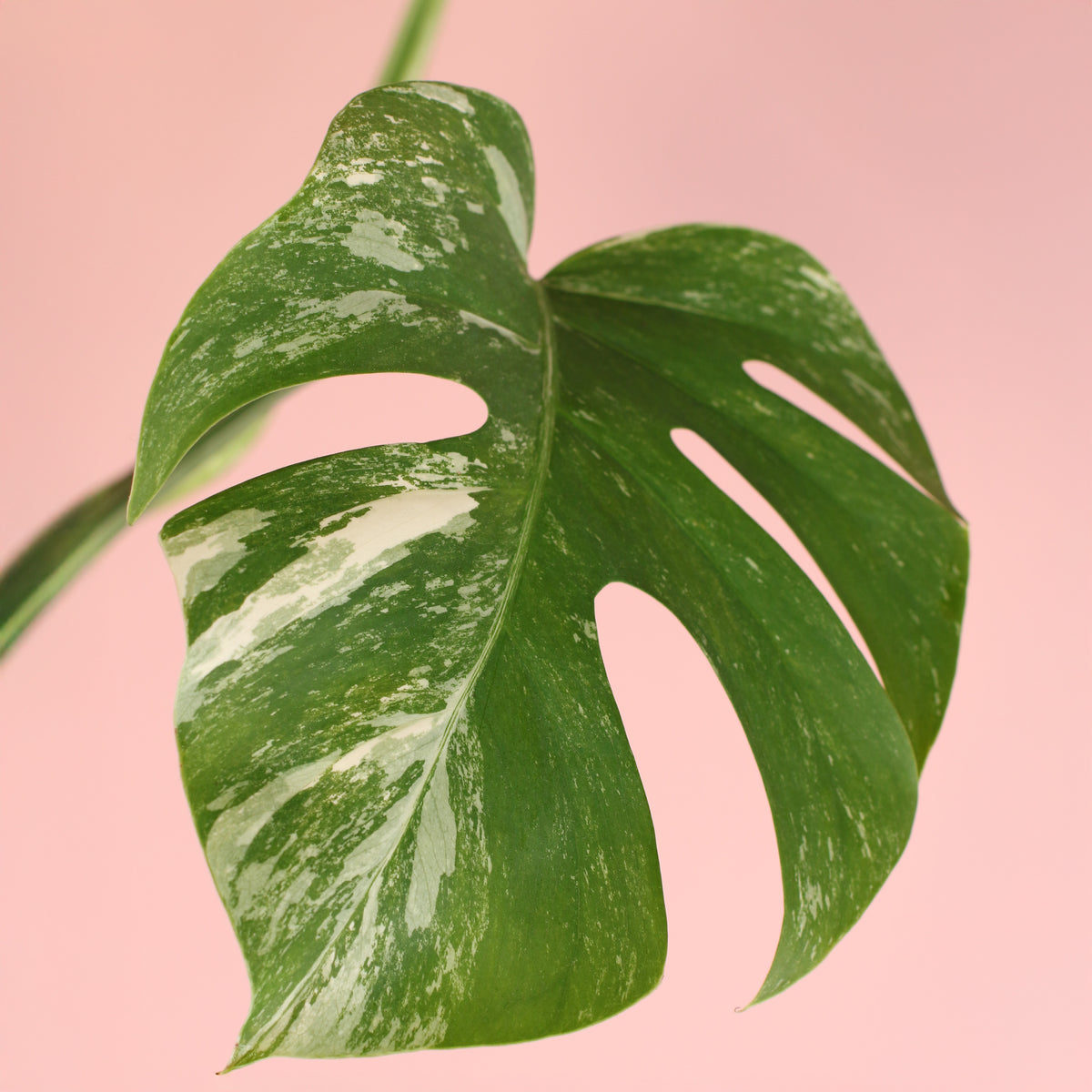 Monstera Albo Variegata leaf