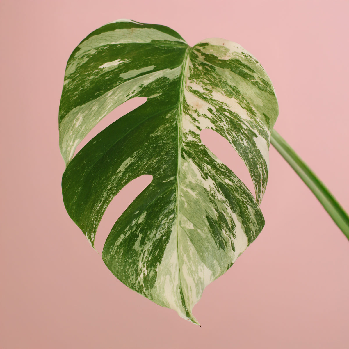 Monstera Albo Variegata leaf