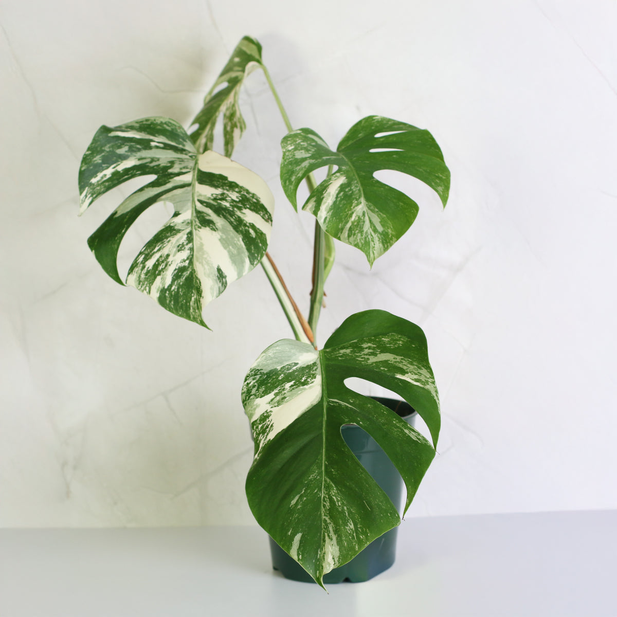 Monstera Albo Variegata in 6" Nursery Pot