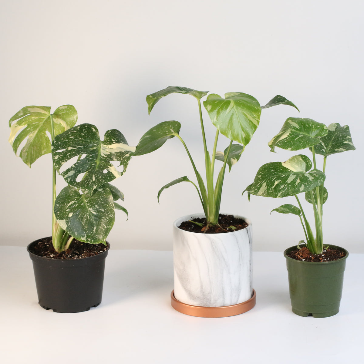 Monstera Thai Constellation
