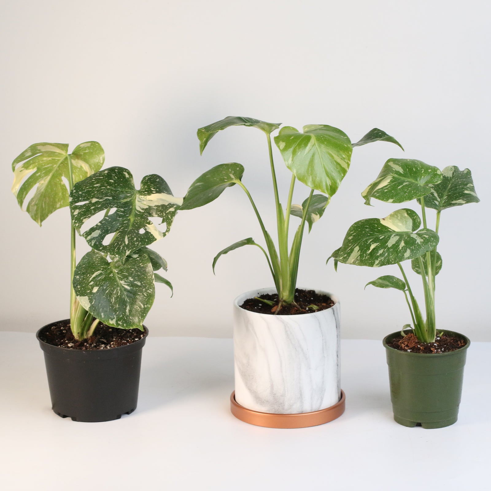 Monstera Thai Constellation
