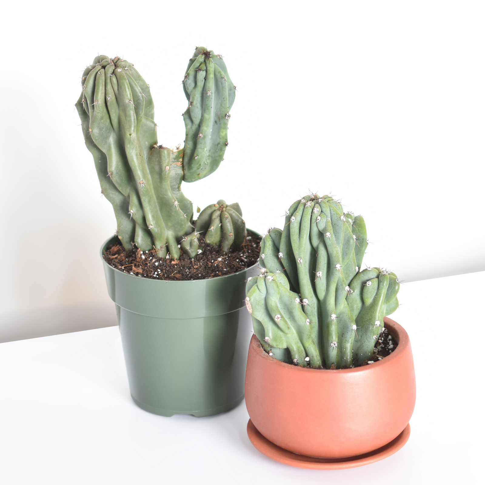 files/Monstrose-Peruvian-Apple-Cactus-Duo.png