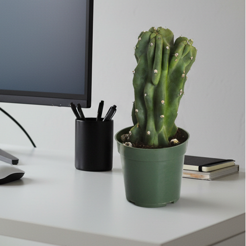 Monstrose Peruvian Apple Cactus