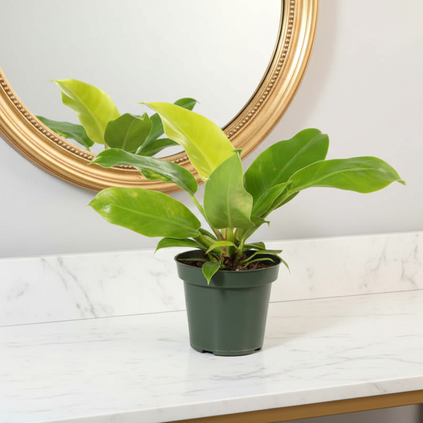 Philodendron 'Moonlight' Hybrid Lime Green Plant