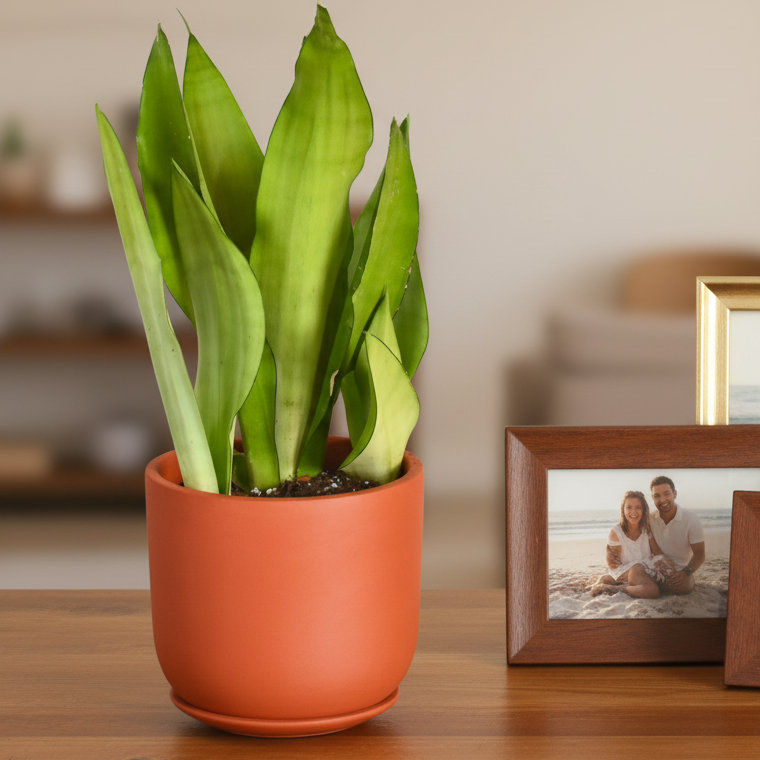 Silver Moonshine Sansevieria Snake Plant-Rare