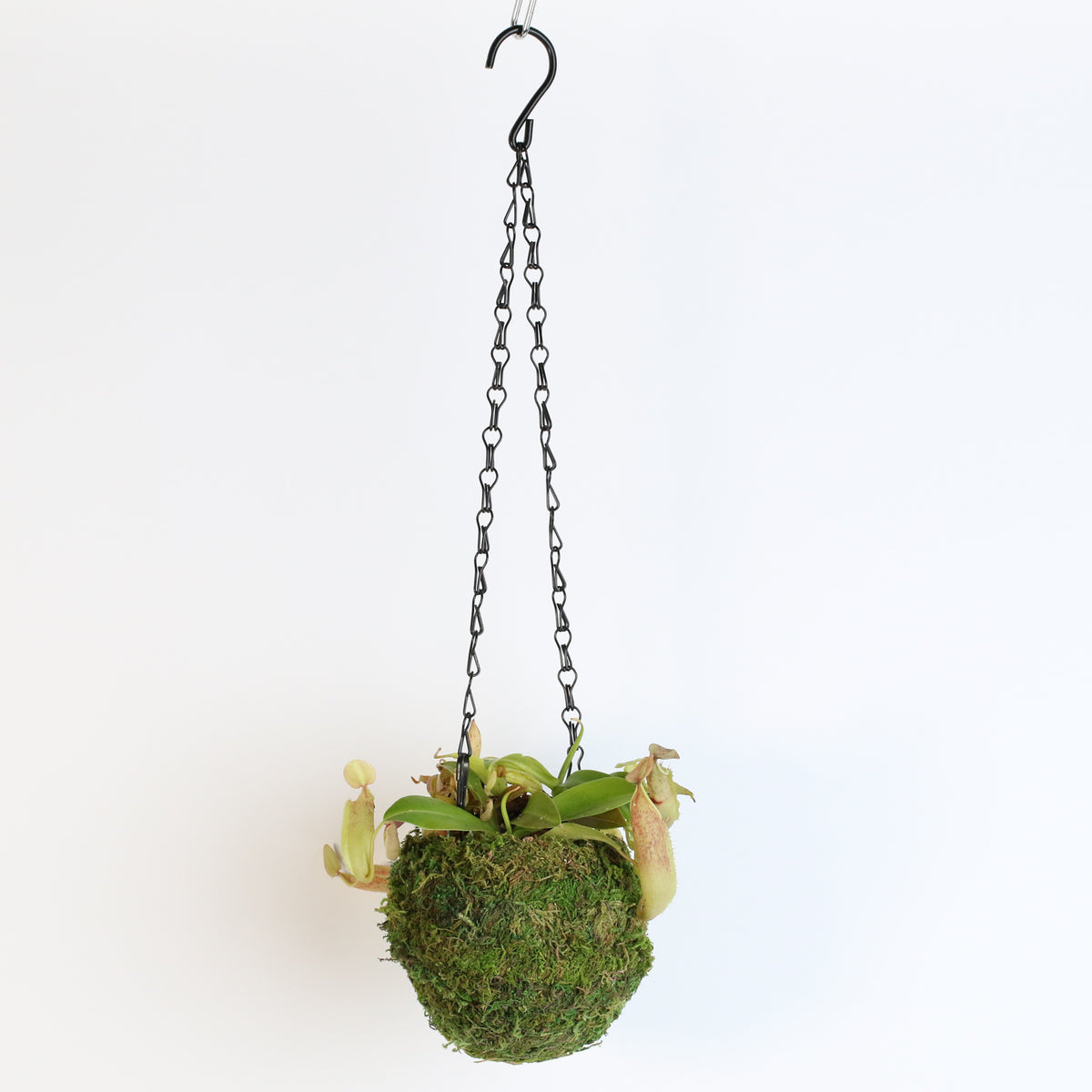 Nepenthes Sanguinea Carnivorous Pitcher Plant in 4" Moss Ball. 