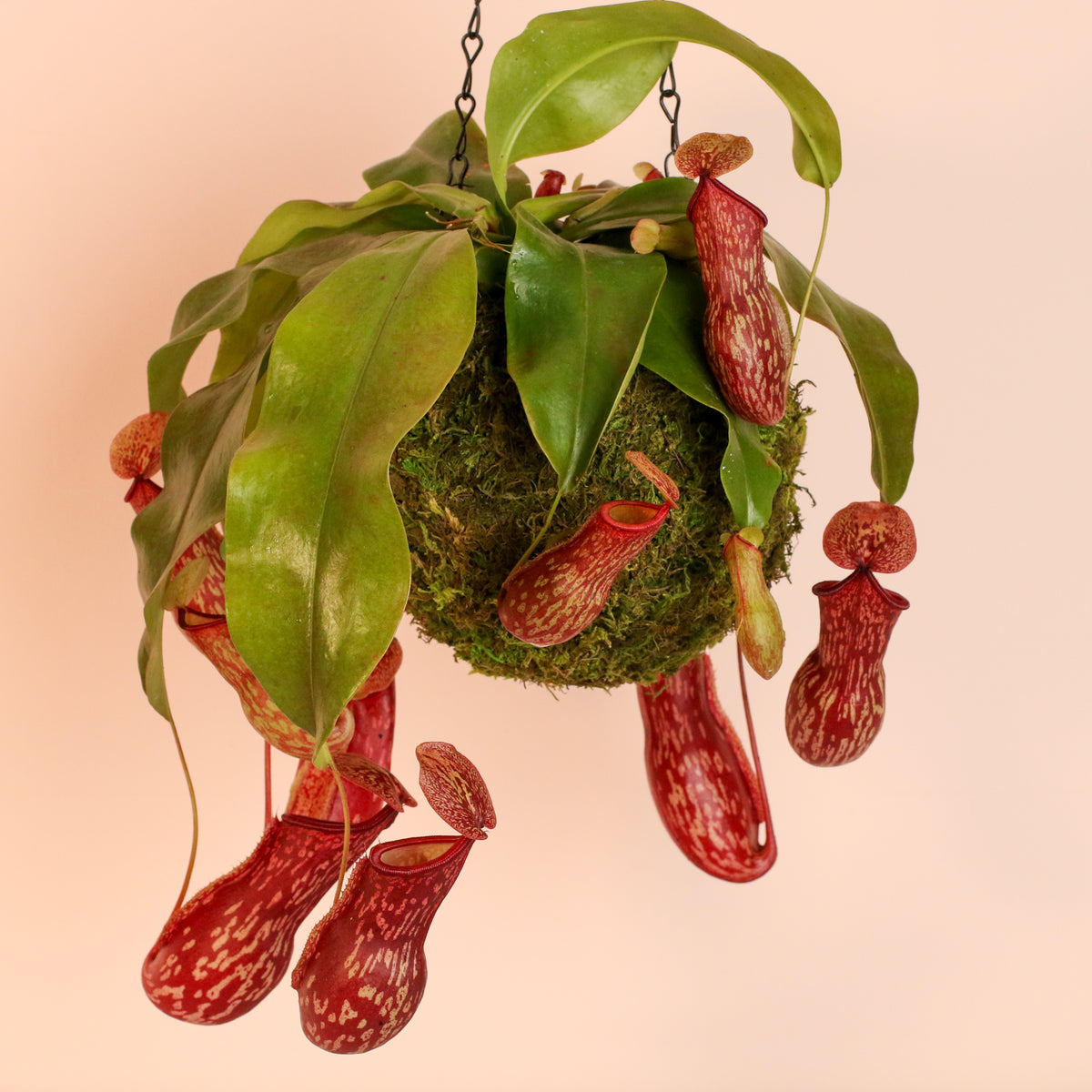 Nepenthes Gaya Hanging Moss Ball 