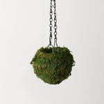 Fresh Green Kokedama Moss Hanging Planter Ball