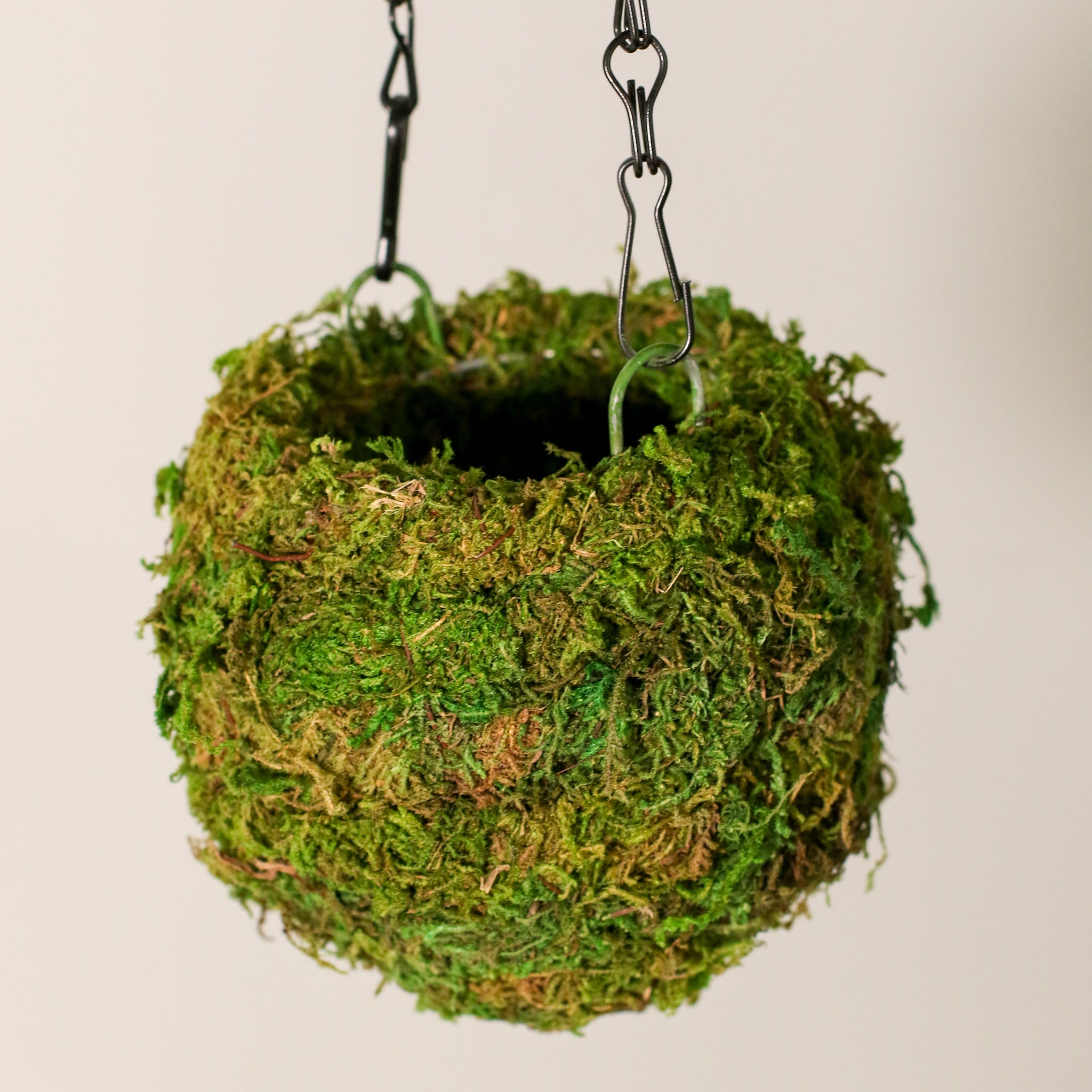 Fresh Green Kokedama Moss Hanging Planter Ball