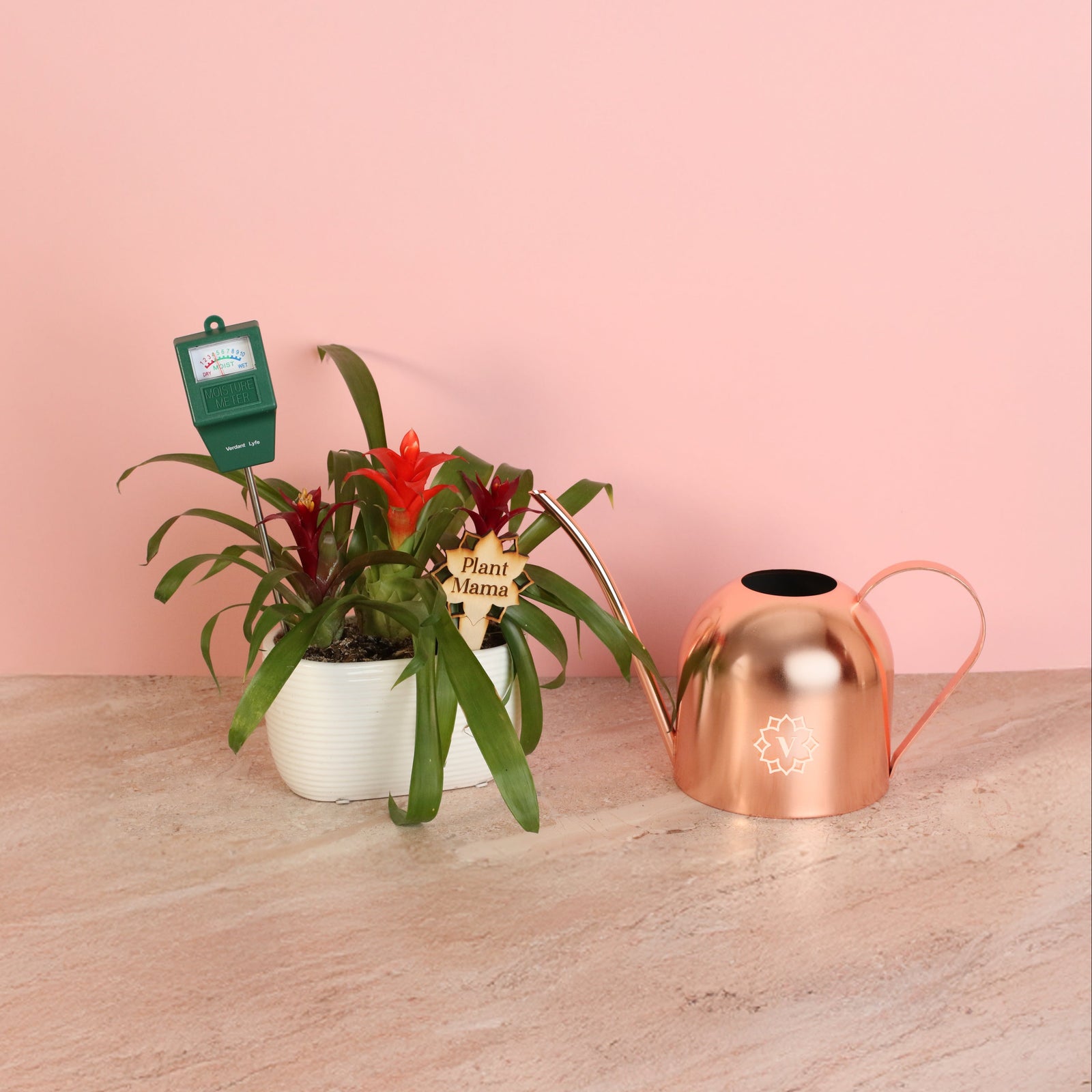 Mother's Day Special  Tropical Bromeliad Trop with moisture meter, Plant Mama Stake and Rose Gold Watering Can.  