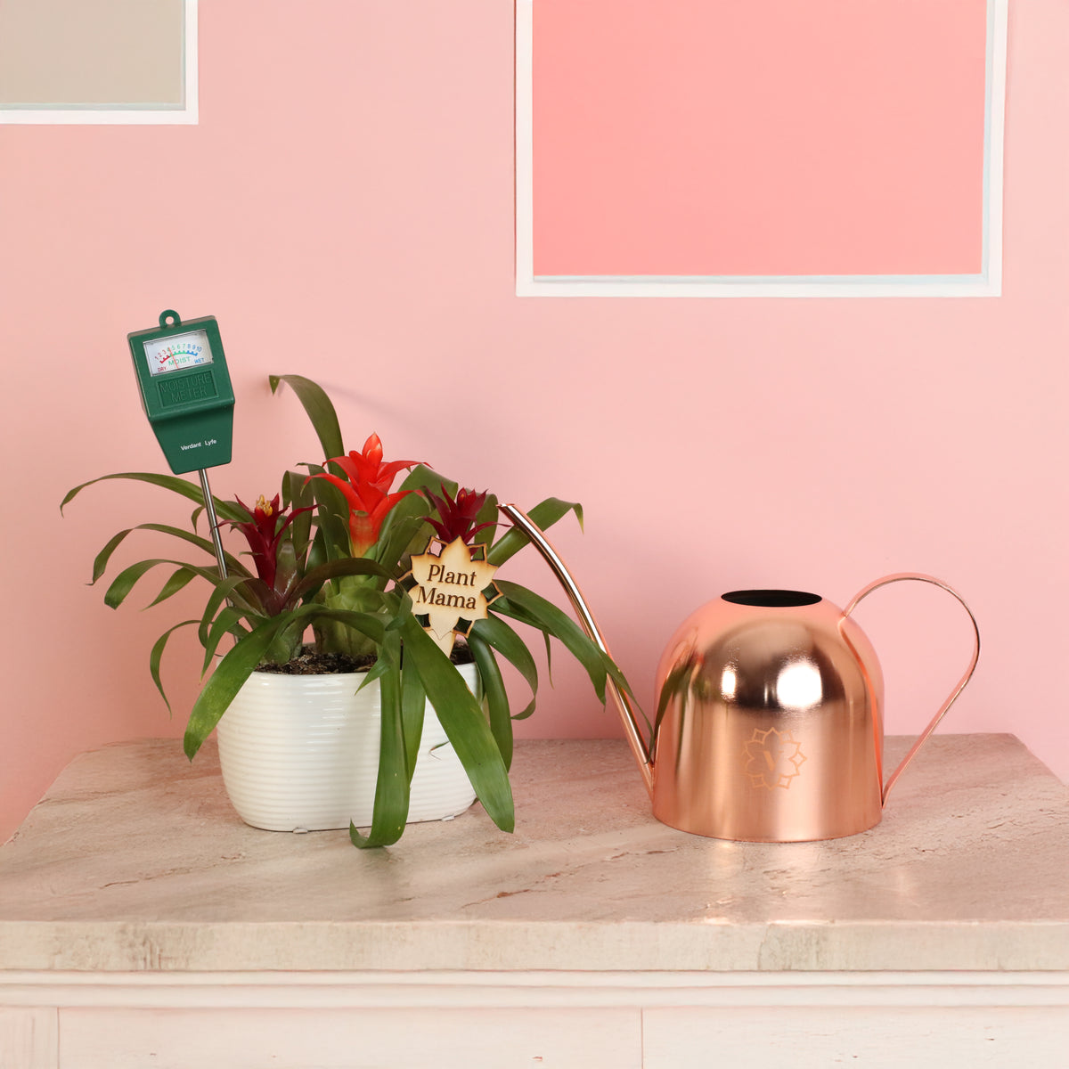 Mother's Day Gift Bundle on Sale!  Features the Tropical Bromeliad Trio, a Plant Mama Wooden Plant Stake, includes a moisture meter and a rose gold watering can!  