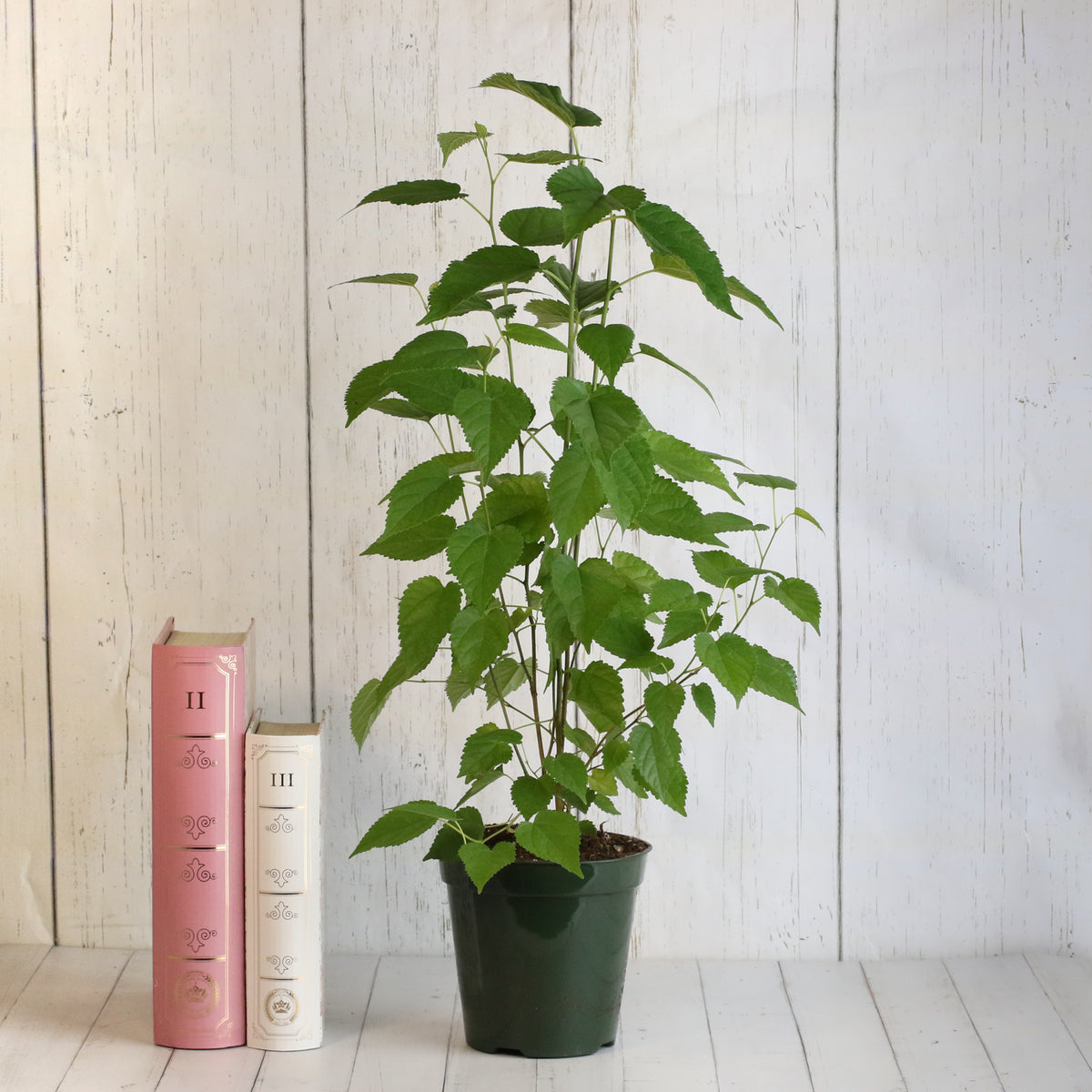 Mulberry &#39;Dwarf Everbearing&#39;