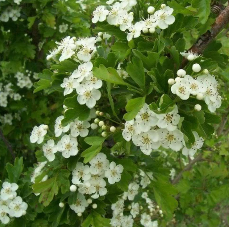 Mulberry &#39;Dwarf Everbearing&#39;