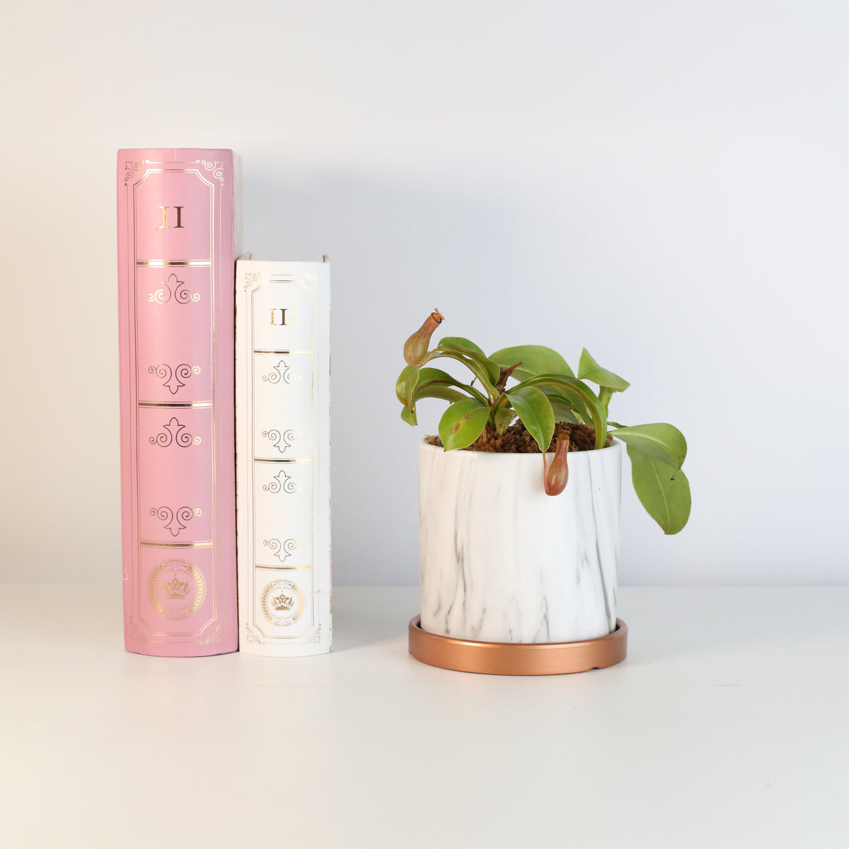 Nepenthes Alata in Daphne Ceramic 4.5" Planter next to books. 