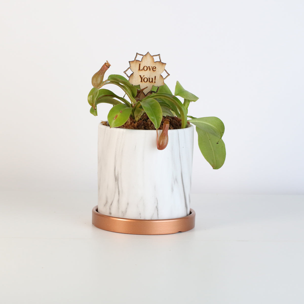 Nepenthes Alata in Daphne Ceramic 4.5" Planter with plant message stake. 