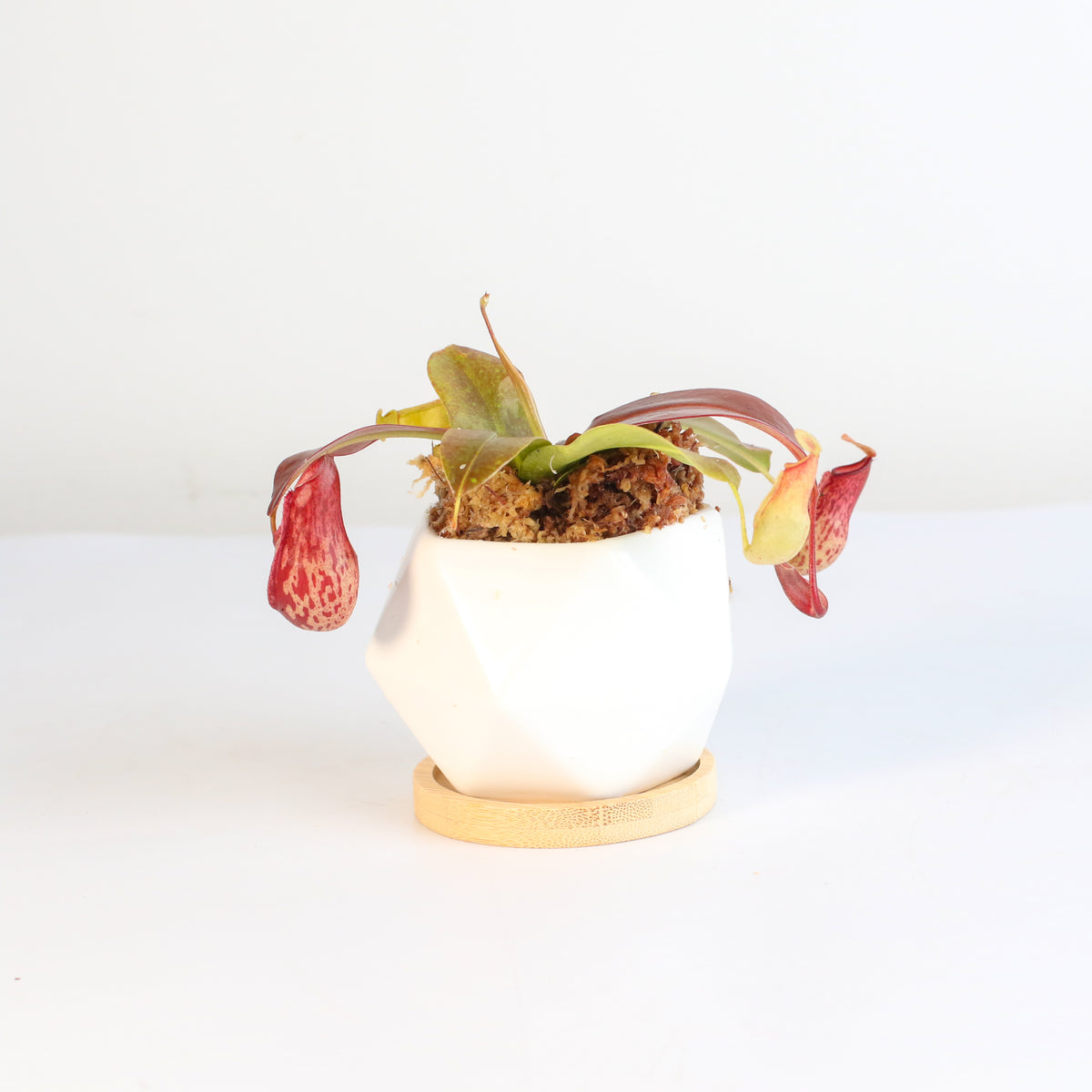 Tropical Pitcher Plant Nepenthes Gaya Carnivorous in Wanda Planter 