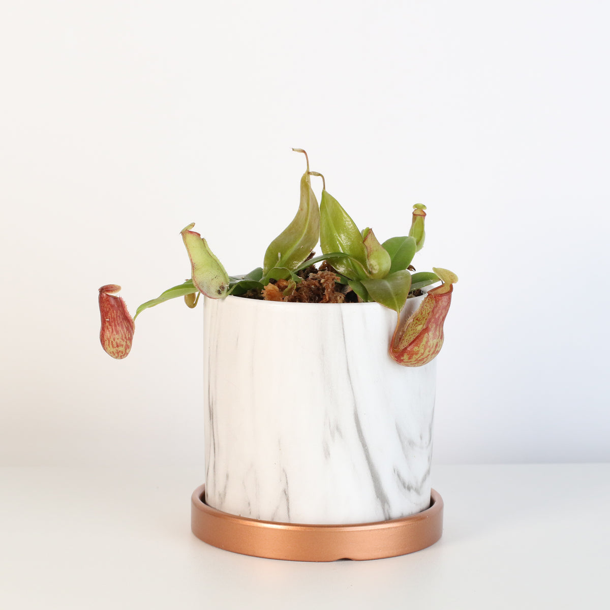 Nepenthes Gaya in Daphne 4.5" Ceramic Planter. 