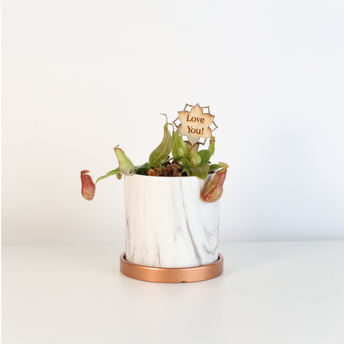 Nepenthes Gaya in Daphne 4.5" Ceramic Planter with plant message stake. 
