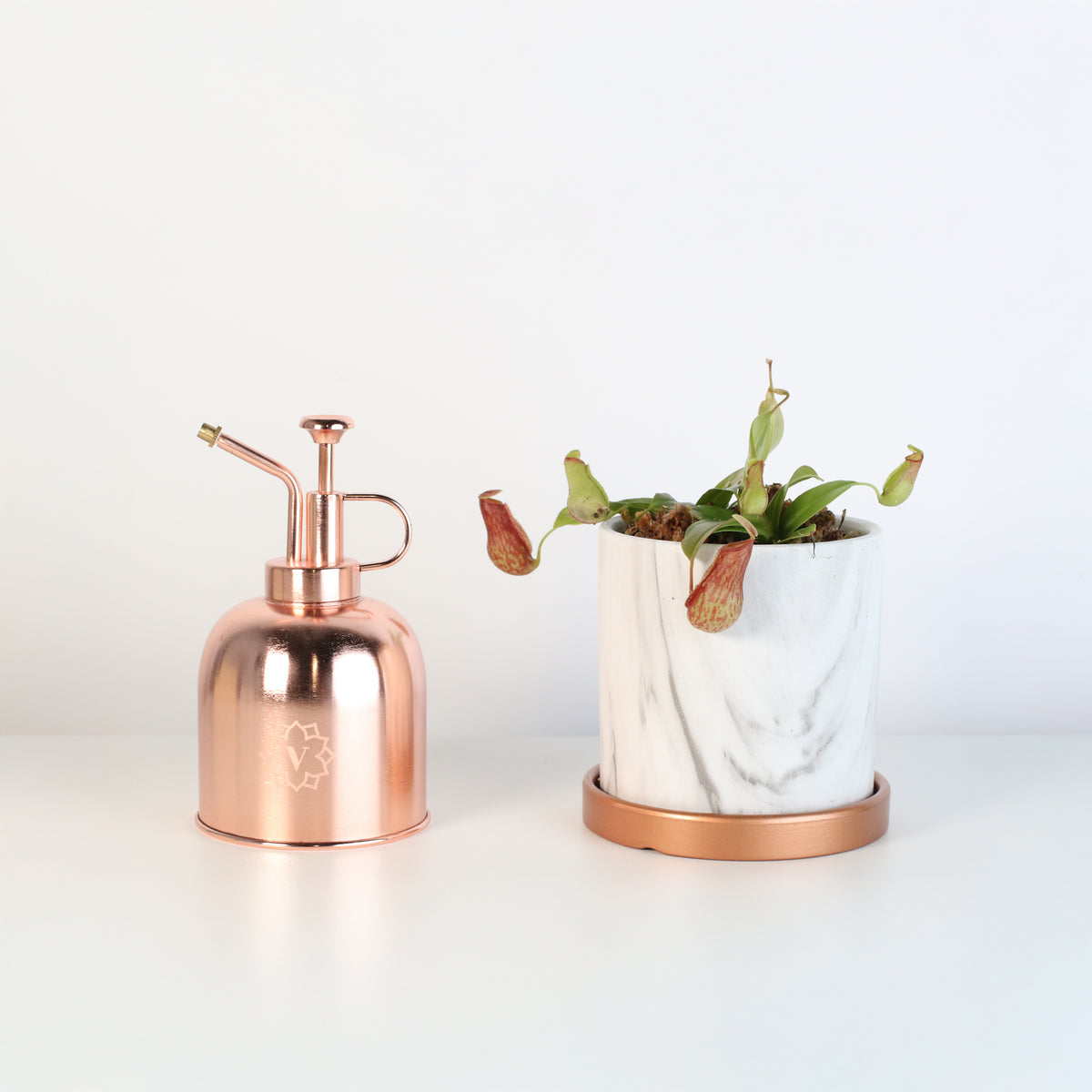 Nepenthes Gaya in Daphne 4.5" Ceramic Planter. 