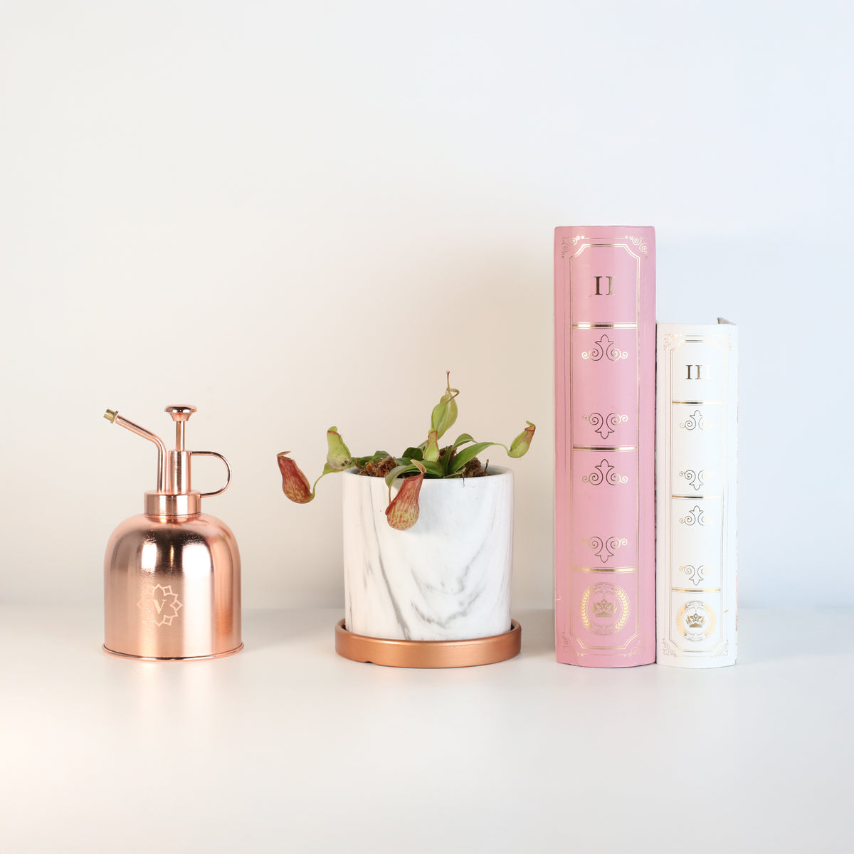 Nepenthes Gaya in Daphne 4.5" Ceramic Planter next to books and mister. 