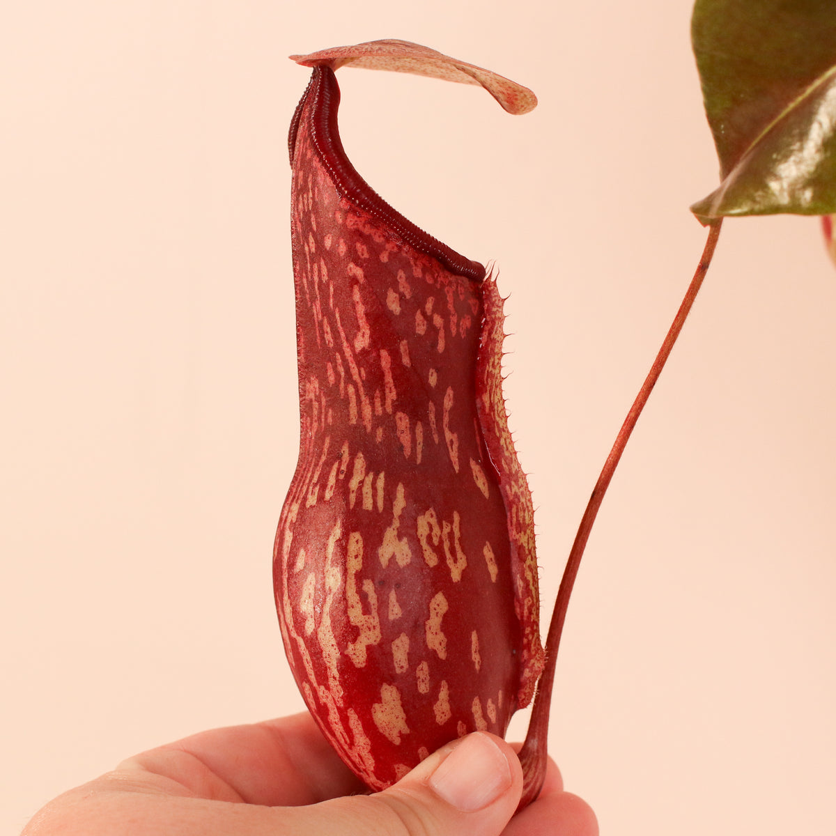 Pitcher of Nepenthes Gaya in Hand