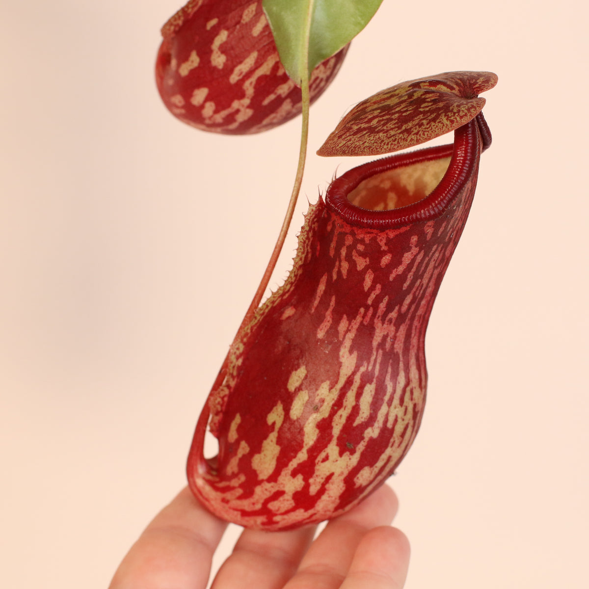 Nepenthes Gaya in Hand