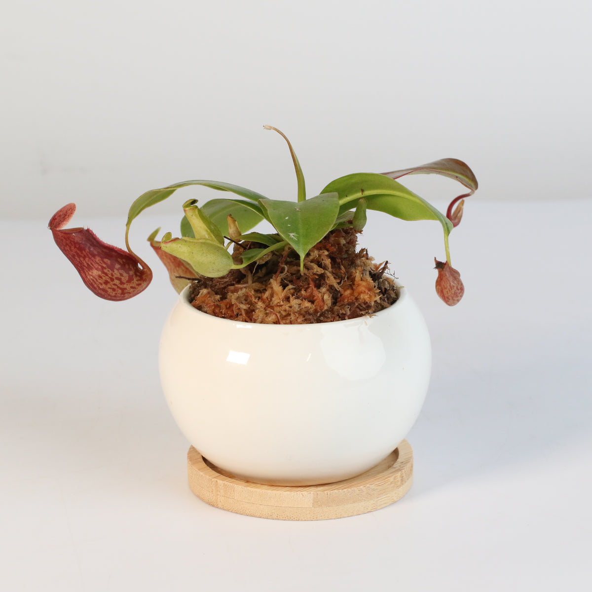 Tropical Pitcher Plant Nepenthes Gaya Carnivorous