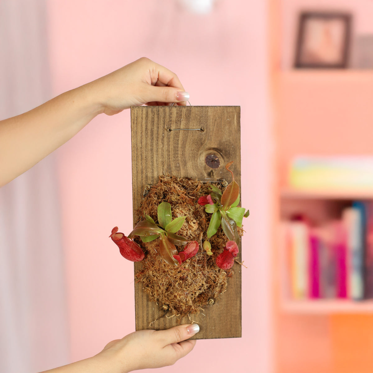 Nepenthes Gaya Carnivorous Plant on 6" X 12" Wall Mount. 