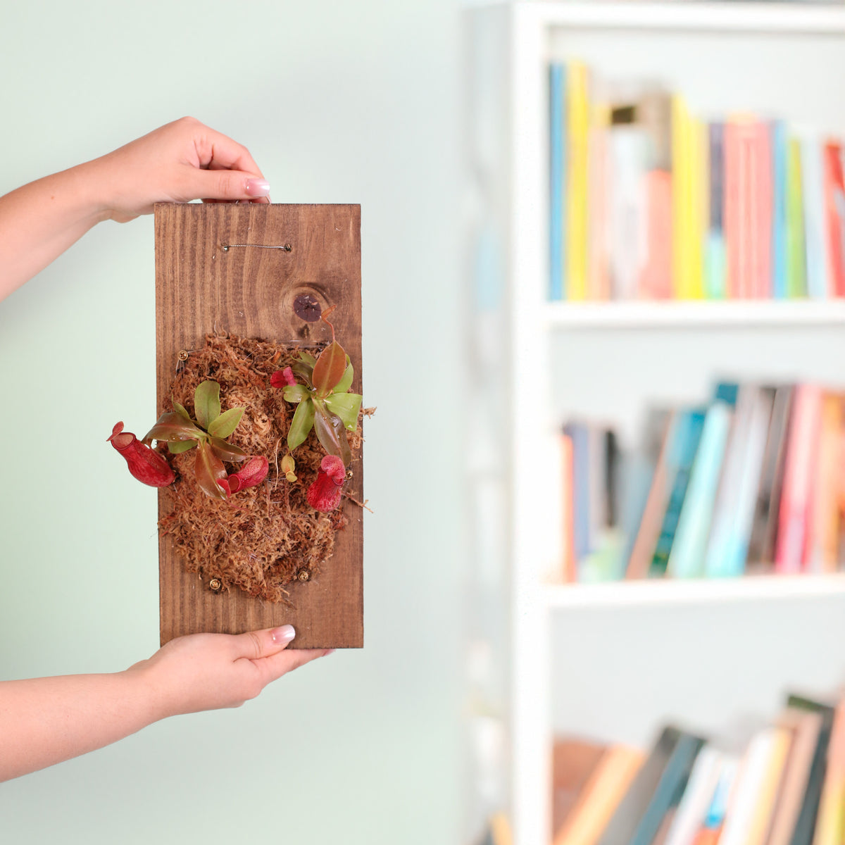  Nepenthes Gaya Carnivorous Plant on 6" X 12" Wall Mount in hand. 