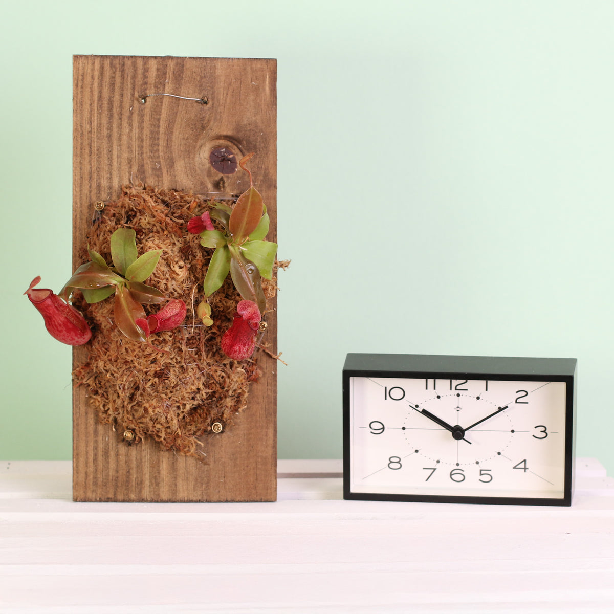 Nepenthes Gaya Carnivorous Plant on 6" X 12" Wall Mount. 