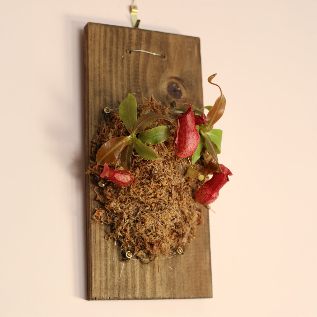 Nepenthes Gaya Carnivorous Plant on 6" X 12" Wall Mount. 