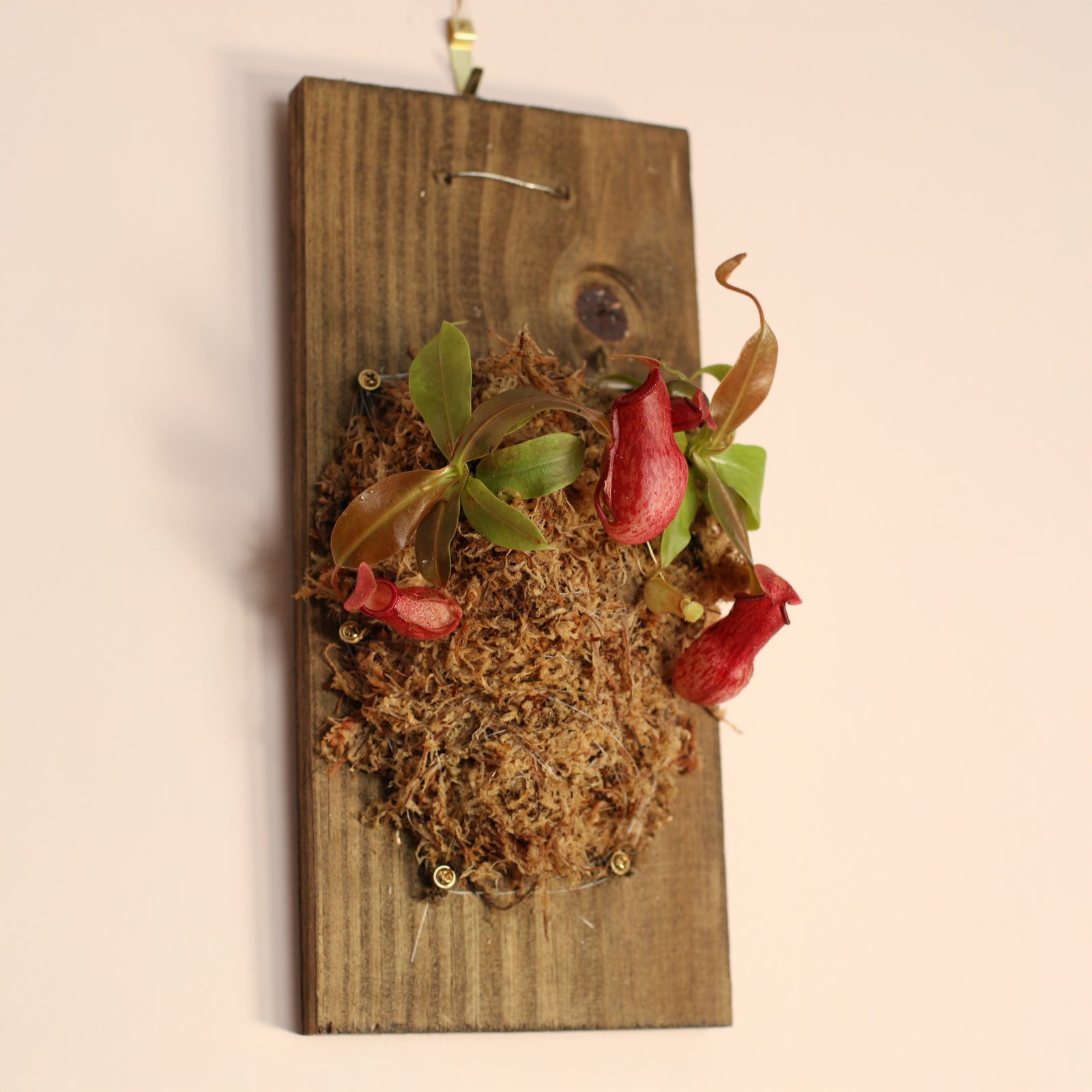 Nepenthes Gaya Carnivorous Plant on 6" X 12" Wall Mount. 