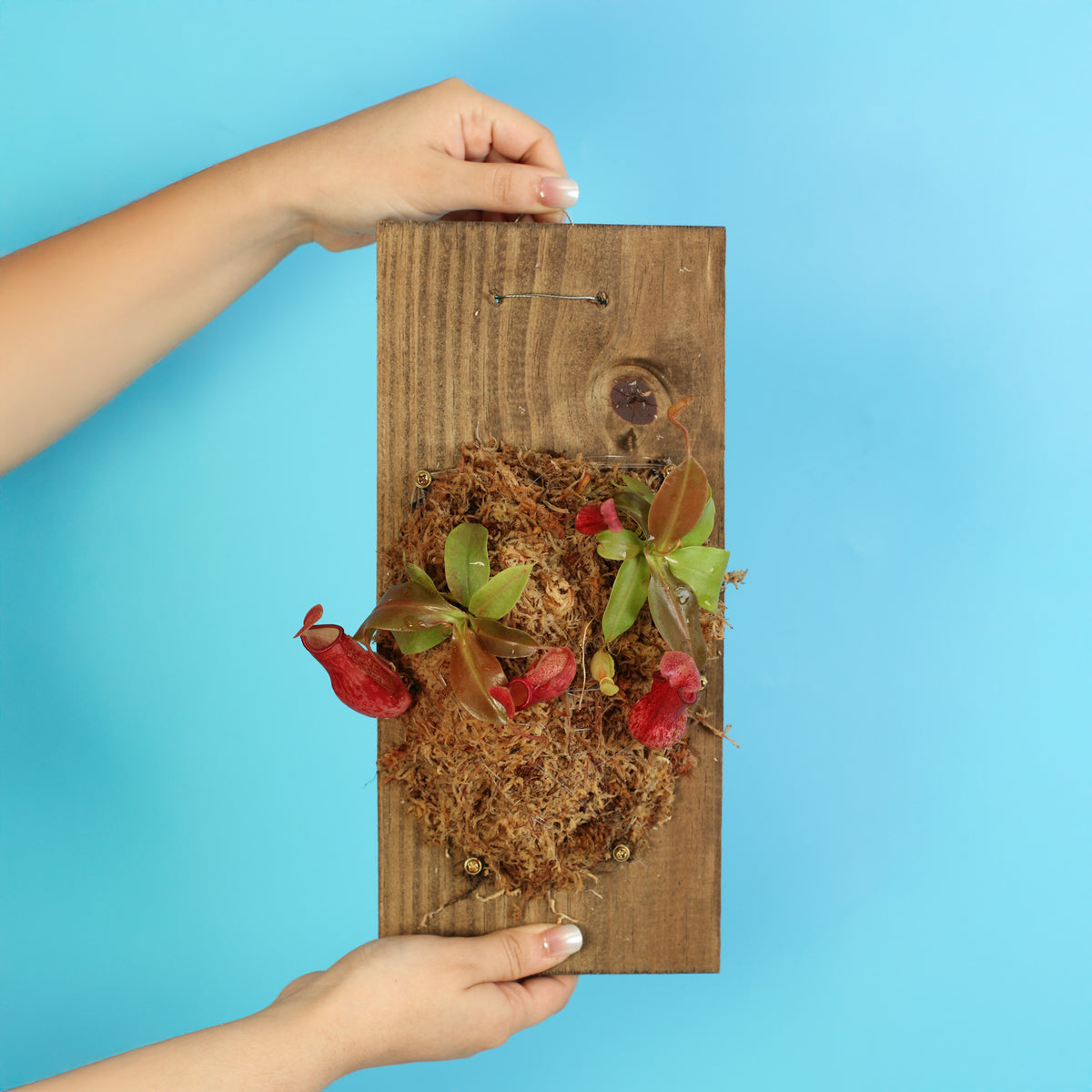 Nepenthes Gaya Carnivorous Plant on 6" X 12" Wall Mount in hand. 