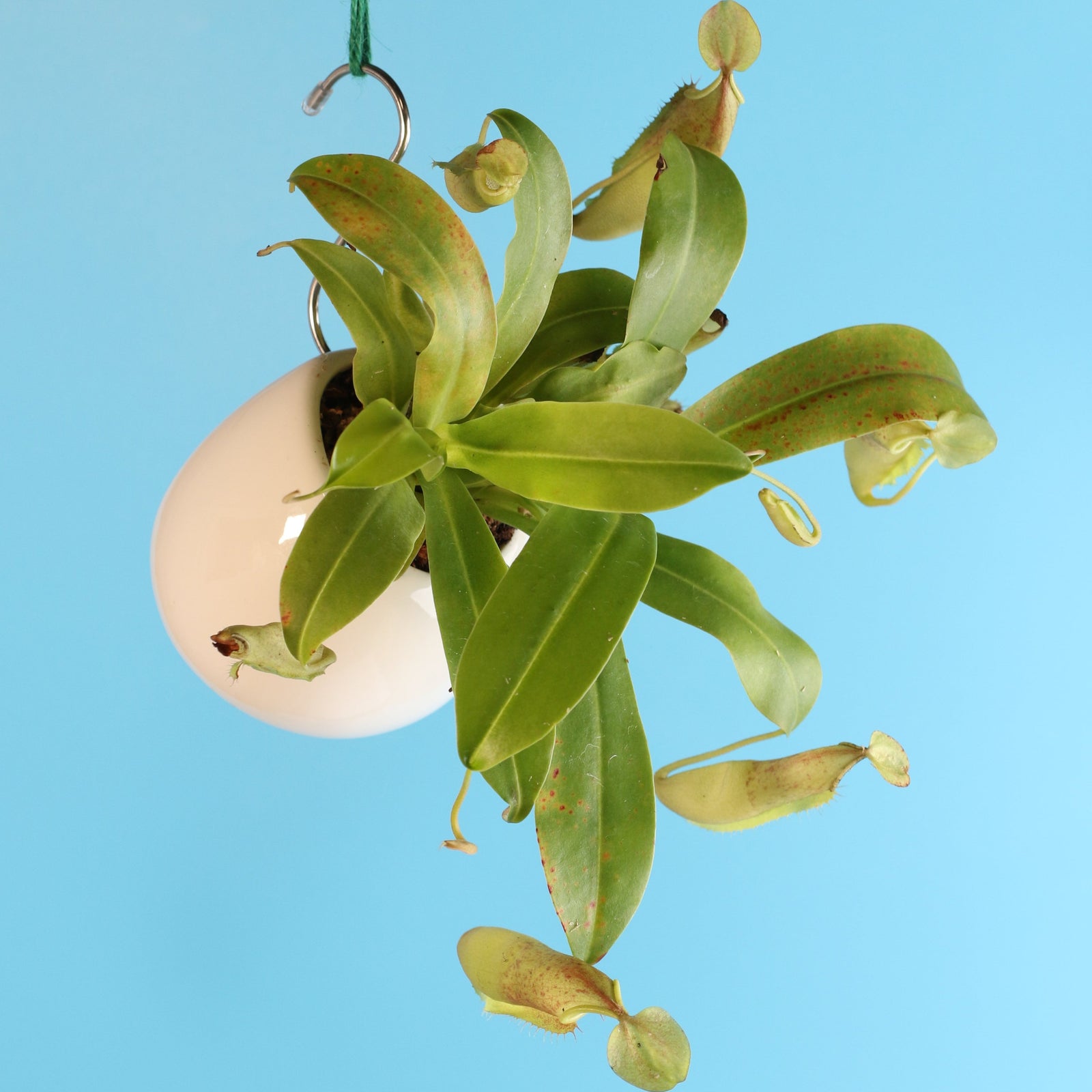 Nepenthes Sanguinea Carnivorous Pitcher Plant in 4" Moss Ball